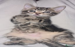 Bengal cats for sale: Mixed bengal kittens   - Image 30
