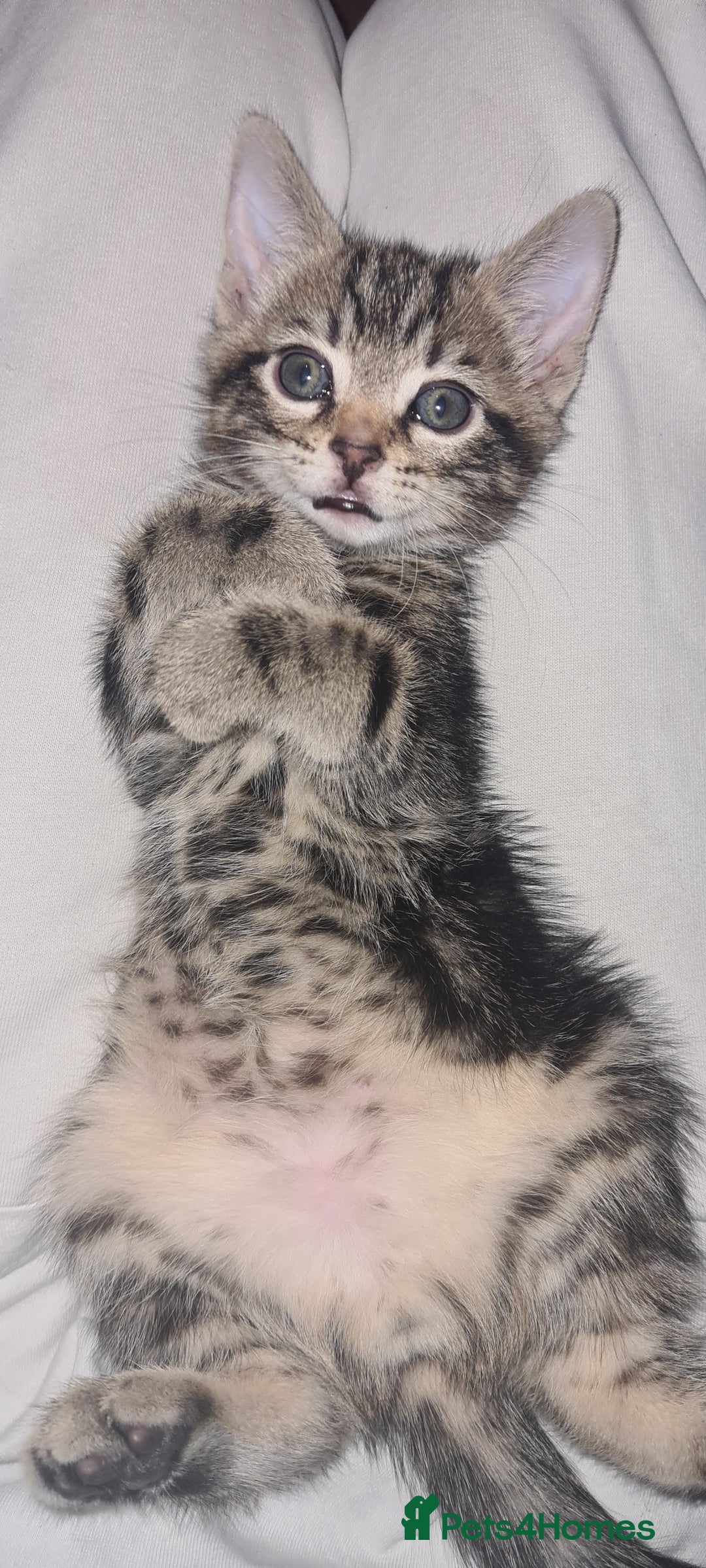 Bengal cats for sale: Mixed bengal kittens   - Image 30