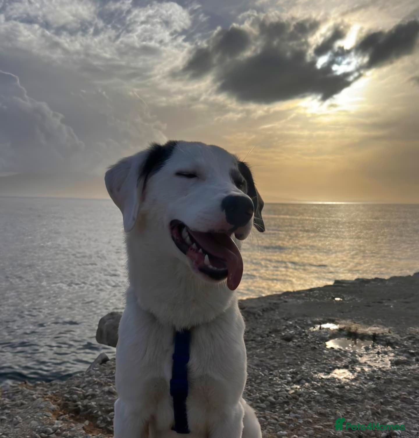 Mixed Breed dogs Trimi needs a home - Advert 1