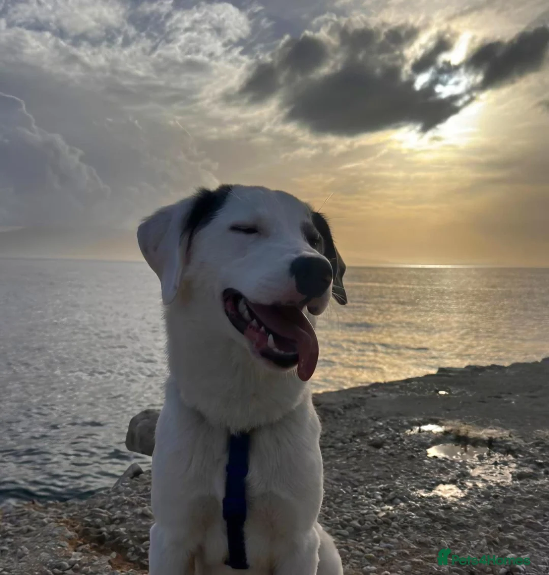 Mixed Breed dogs for adoption: Trimi needs a home in Waltham Abbey - Advert 1