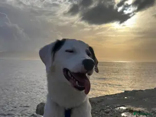 Mixed Breed dogs Trimi needs a home - Advert 1