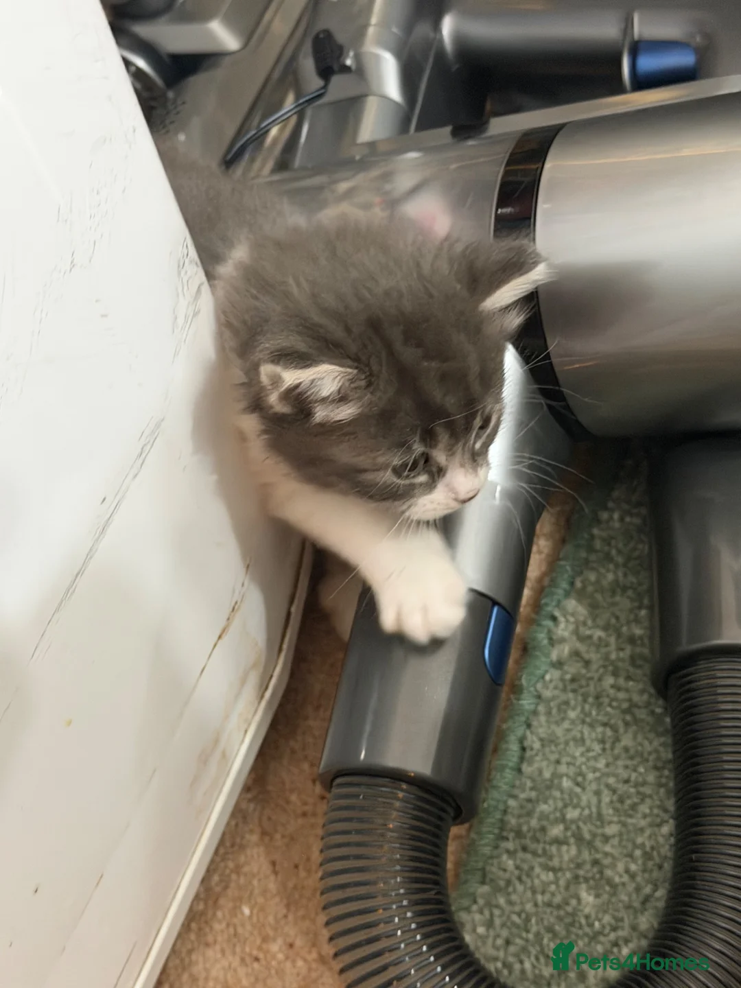 Mixed Breed cats for sale: Adorable Fluffy Kittens for Sale 6-8 in Nottingham - Advert 2