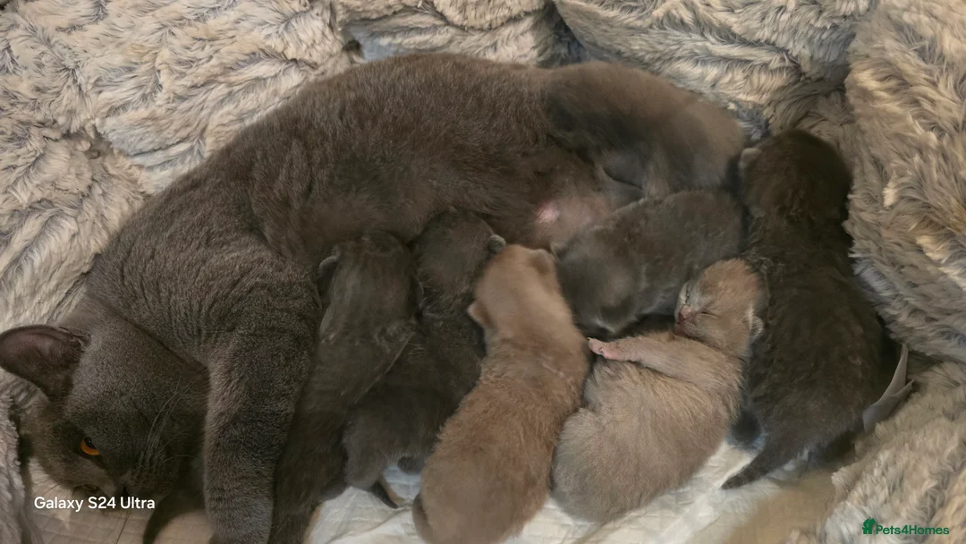 British Shorthair cats for sale: ​GCCF Registered(Active) British shorthair kittens - Advert 2