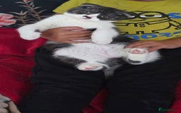 Scottish Fold cats for sale: Scottish fold kittens  - Image 6