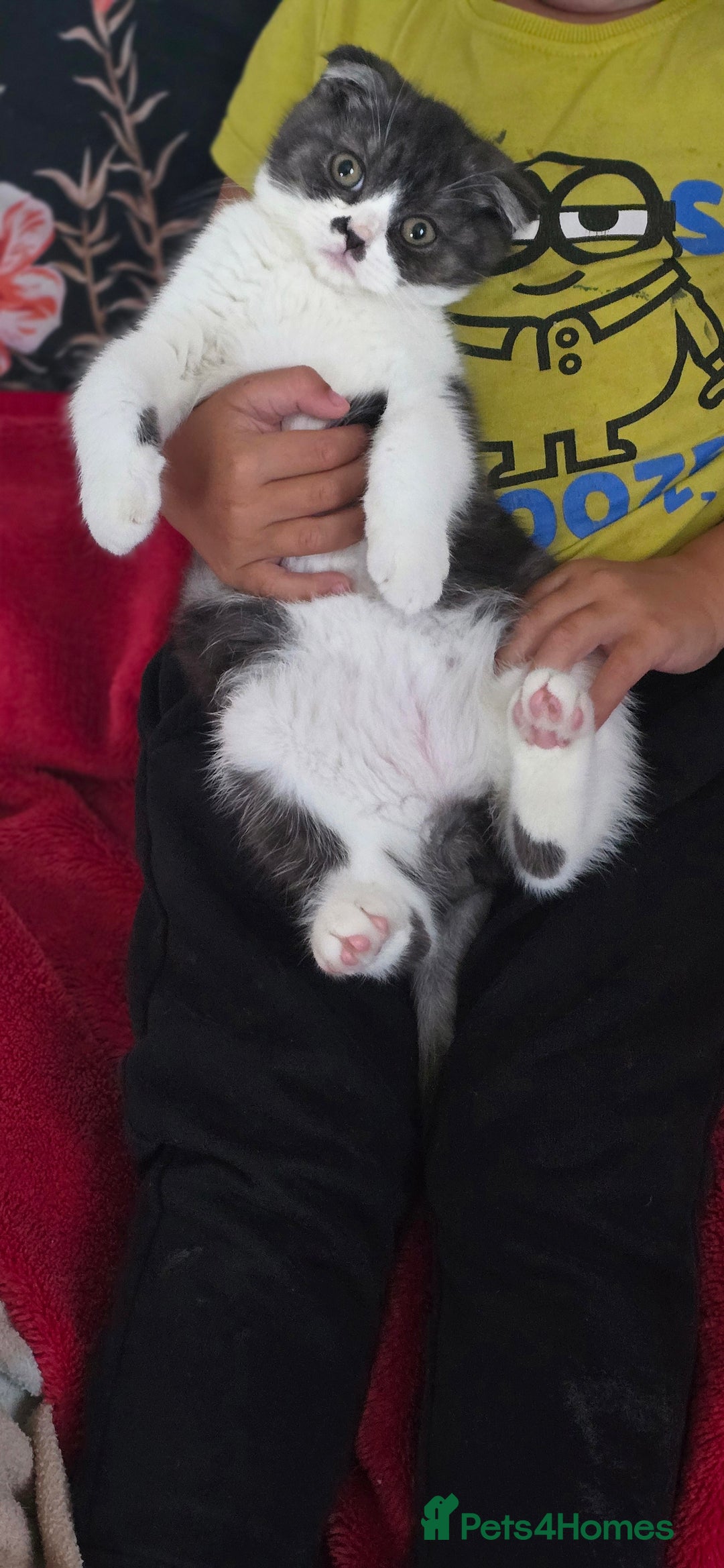 Scottish Fold cats for sale: Scottish fold kittens  - Image 6
