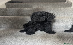 Mixed Breed dogs for sale: 3 Puppies Available Cavapoo / Cockapoo puppies  - Image 16
