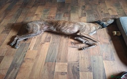 Mixed Breed dogs for sale: Adult lurcher  - Image 5
