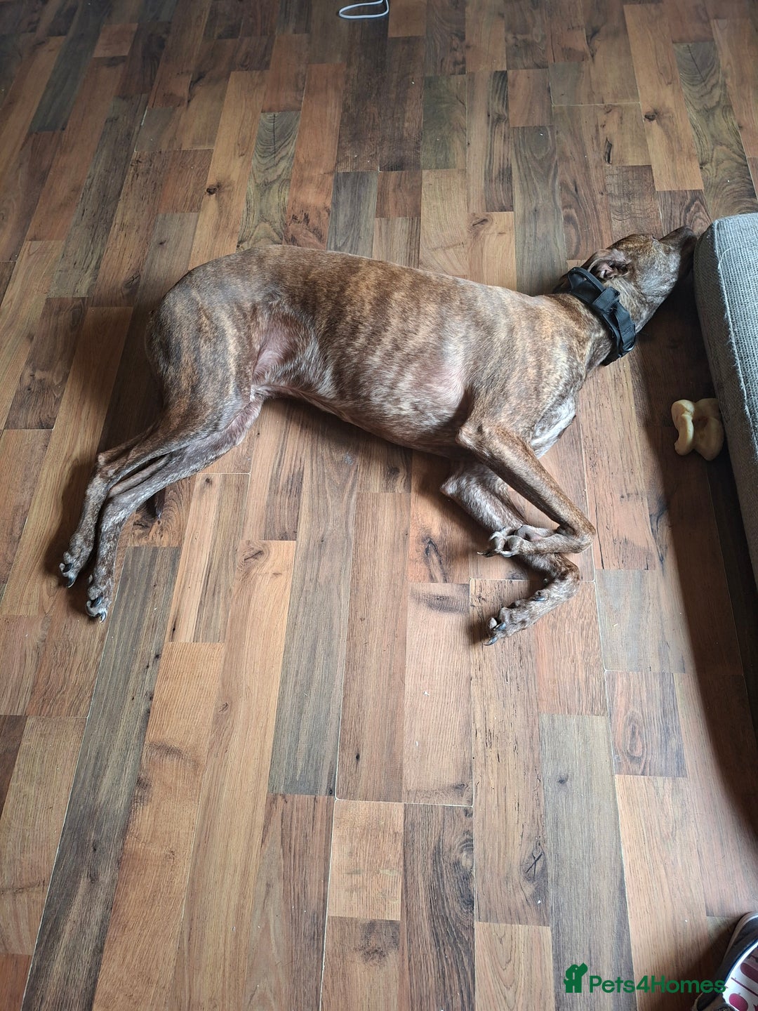 Mixed Breed dogs for sale: Adult lurcher  - Image 5