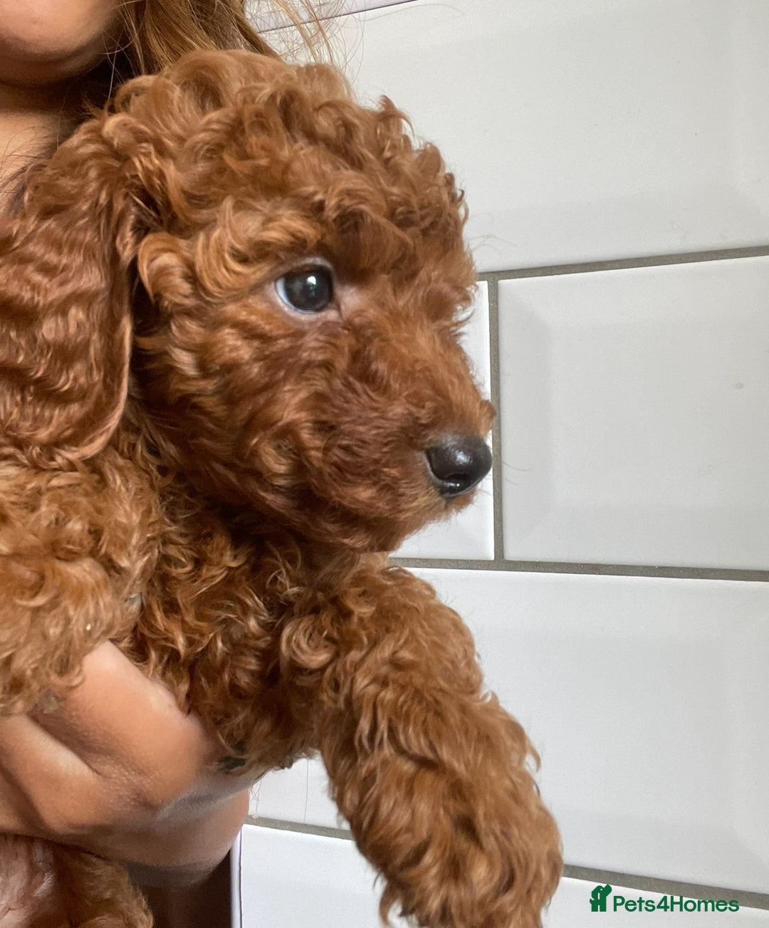 Miniature Poodle dogs for sale: Fox red poodle boy - Advert 1
