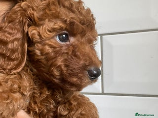 Miniature Poodle dogs Fox red poodle boy - Advert 3