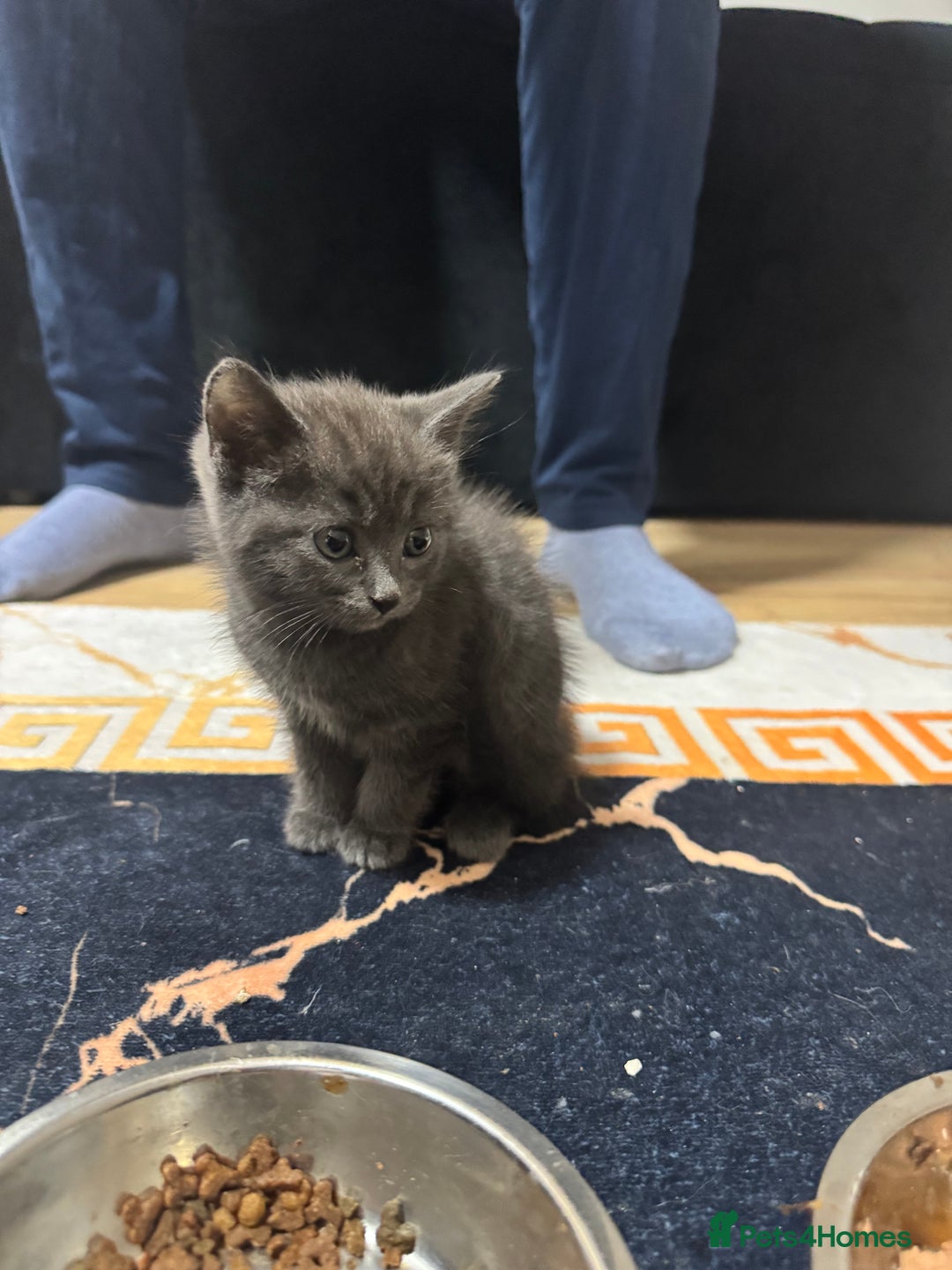 British Shorthair cats for sale: British shorthair  - Image 5