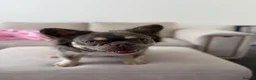 French Bulldog dogs for sale: Archie’s looking for a new home  - Advert 9