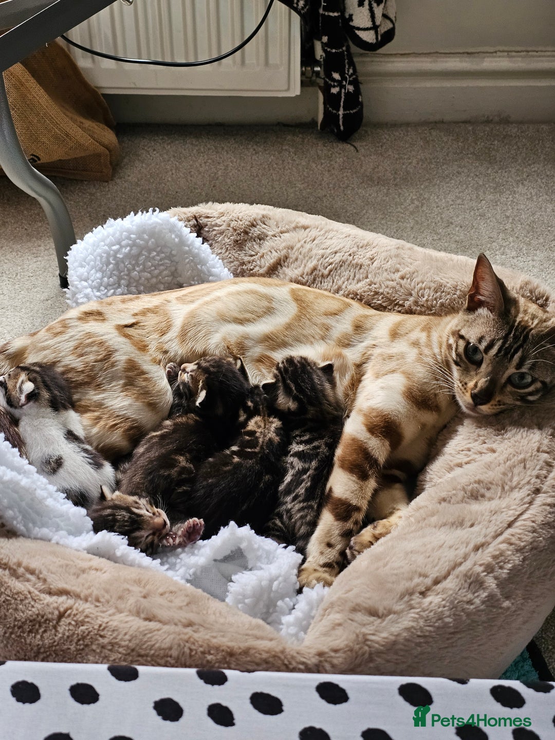Bengal cats for sale: Stunning bengal-cross kittens for sale! - Advert 1