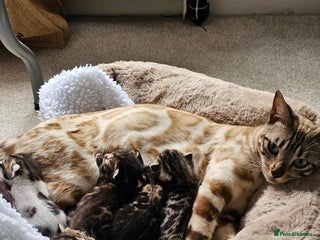 Bengal cats Stunning bengal-cross kittens for sale! - Advert 1
