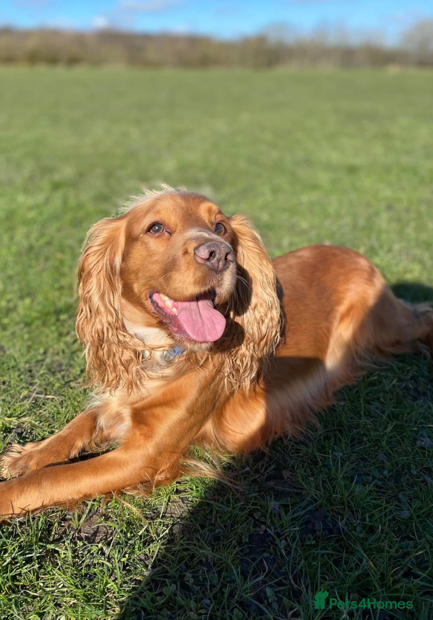 Cockapoo dogs for sale: STUNNING F1 cockapoo puppies  - Advert 4