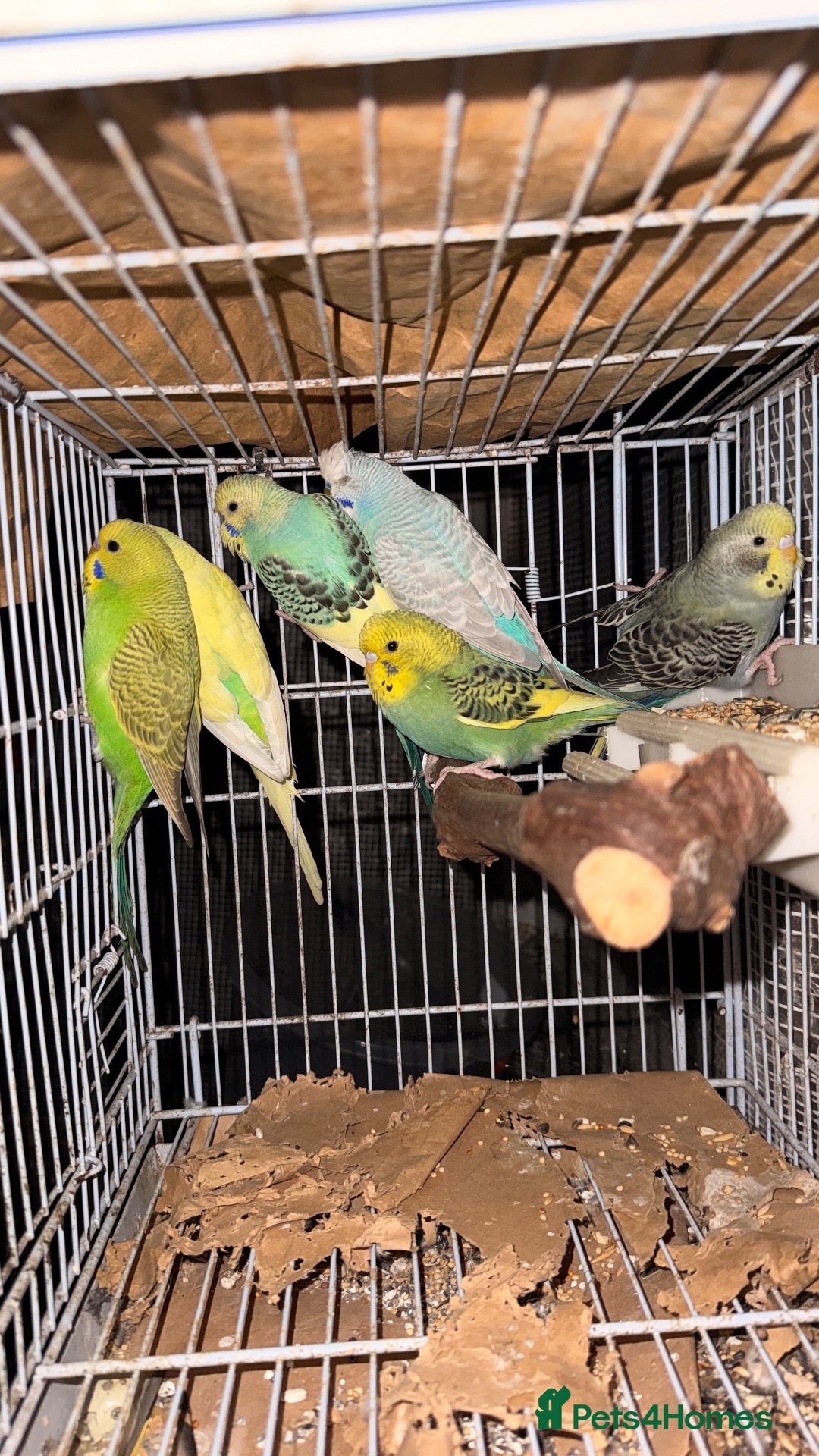 Budgerigars birds for sale: Mixed Budgies 6-12months male and frmale - Advert 7
