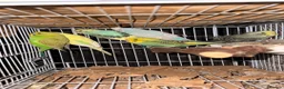 Budgerigars birds for sale: Mixed Budgies 6-12months male and frmale - Advert 1