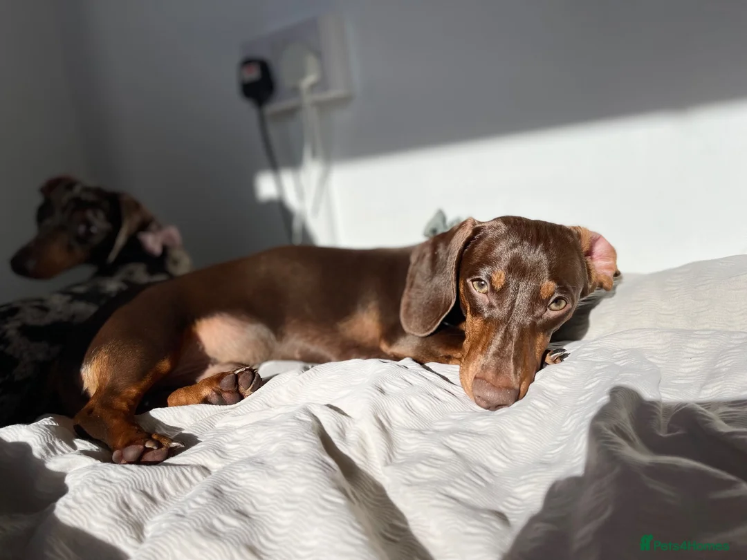 Miniature Dachshund dogs for stud: miniature dachshund for stud in Brentwood - Advert 2
