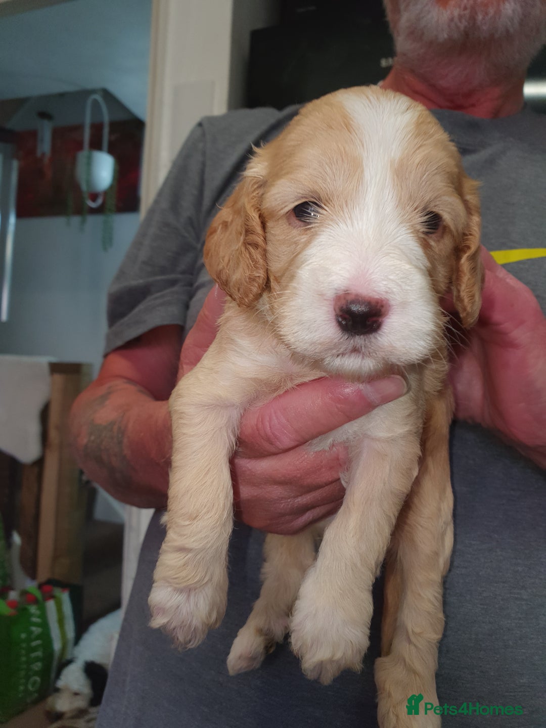 Cockapoo dogs for sale: Adorable cockerpoos under 1000 - Image 6