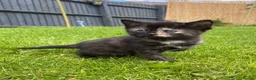 Maine Coon cats for sale: Female mainecoon mix - Advert 4