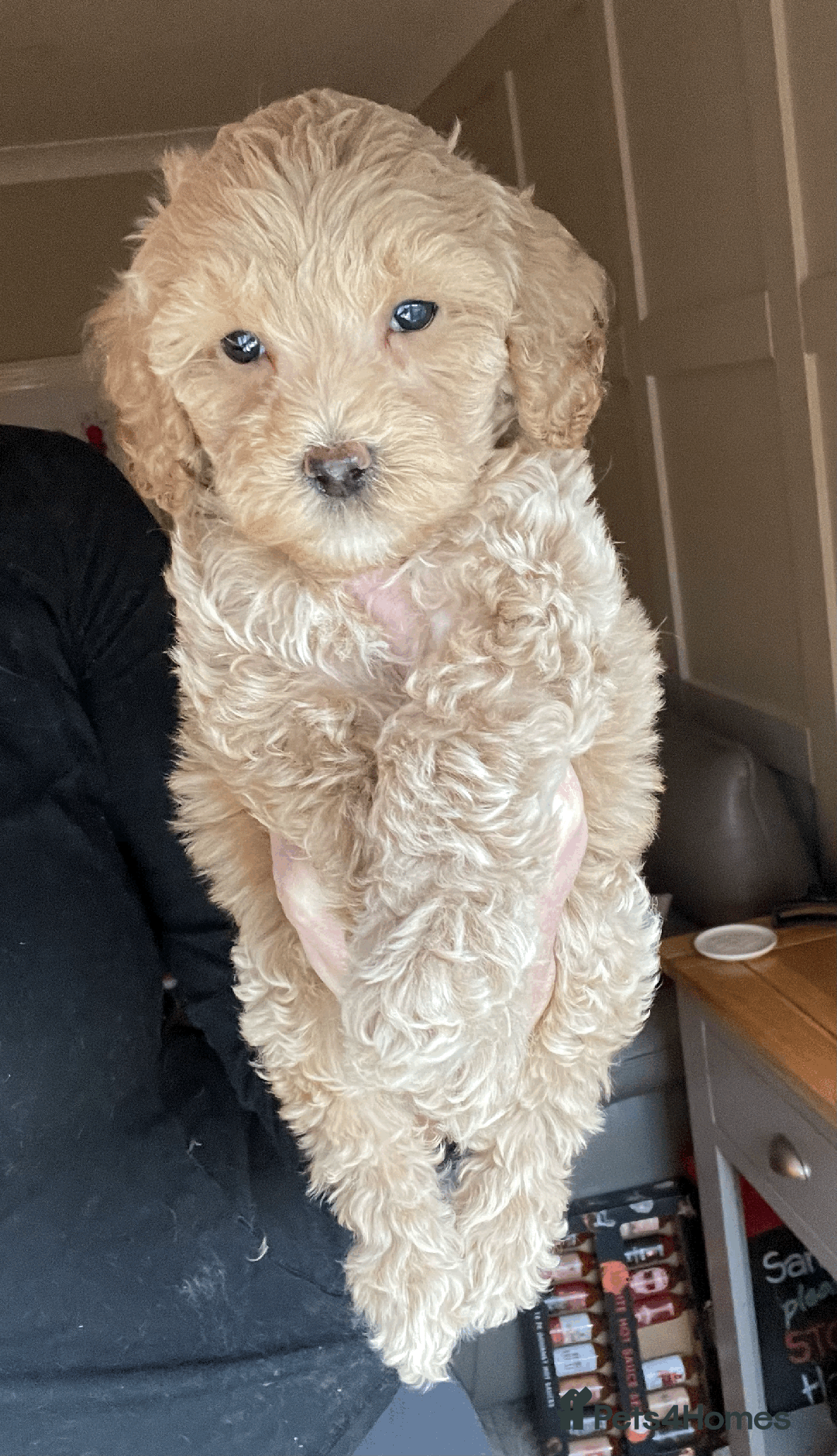 Cockapoo dogs for sale: F1b TOY COCKAPOO PUPS - DNA Health Tested!! - Advert 31