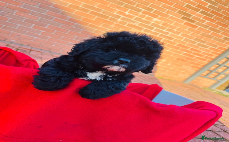 Cockapoo dogs Stunning F1 cockapoo puppy’s 💙 - Advert 15