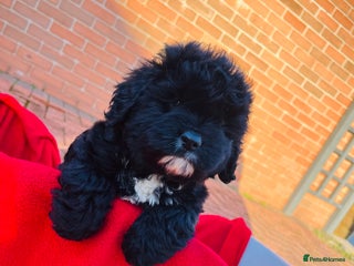 Cockapoo dogs Stunning F1 cockapoo puppy’s 💙 - Advert 6