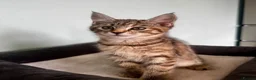 Maine Coon cats for sale: Half Maine Coon kittens  - Advert 7