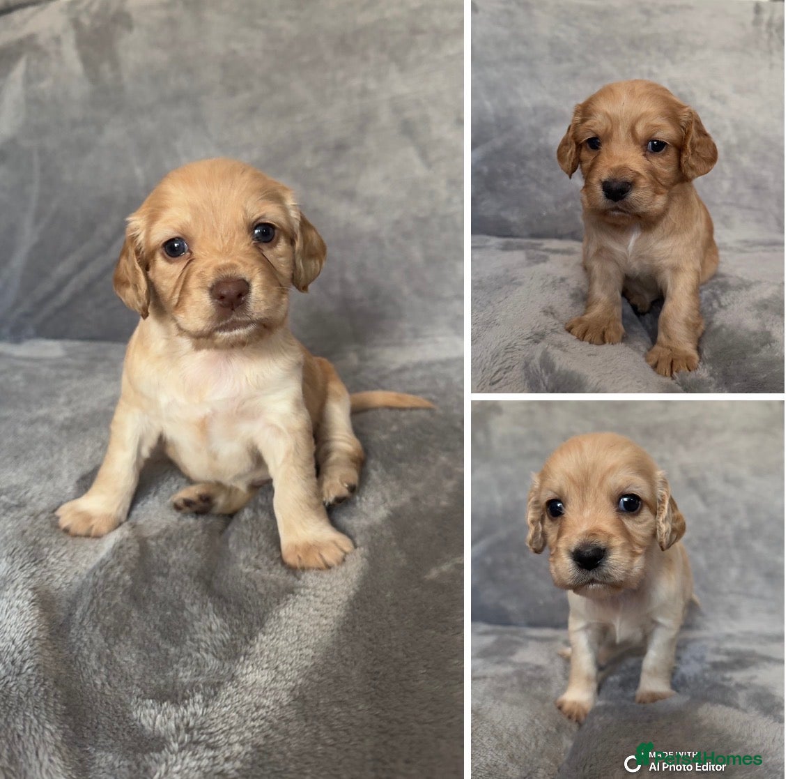 Cocker Spaniel dogs KC registered Working Cocker Spaniels puppys  - Advert 2