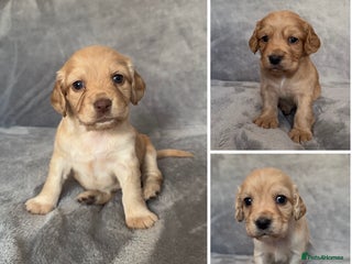 Cocker Spaniel dogs KC registered Working Cocker Spaniels puppys - Advert 2