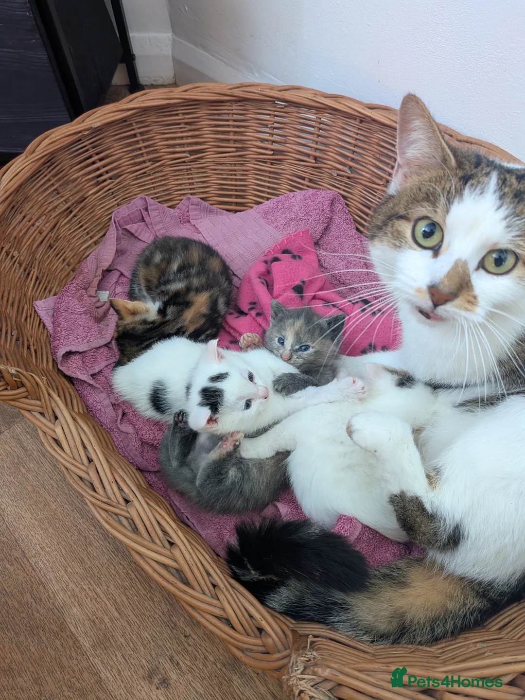 Mixed Breed cats for sale: Kittens for sale in Worthing - Advert 2