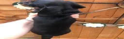 Dachshund dogs for sale: Miniature dutch hound, puppies  - Advert 5