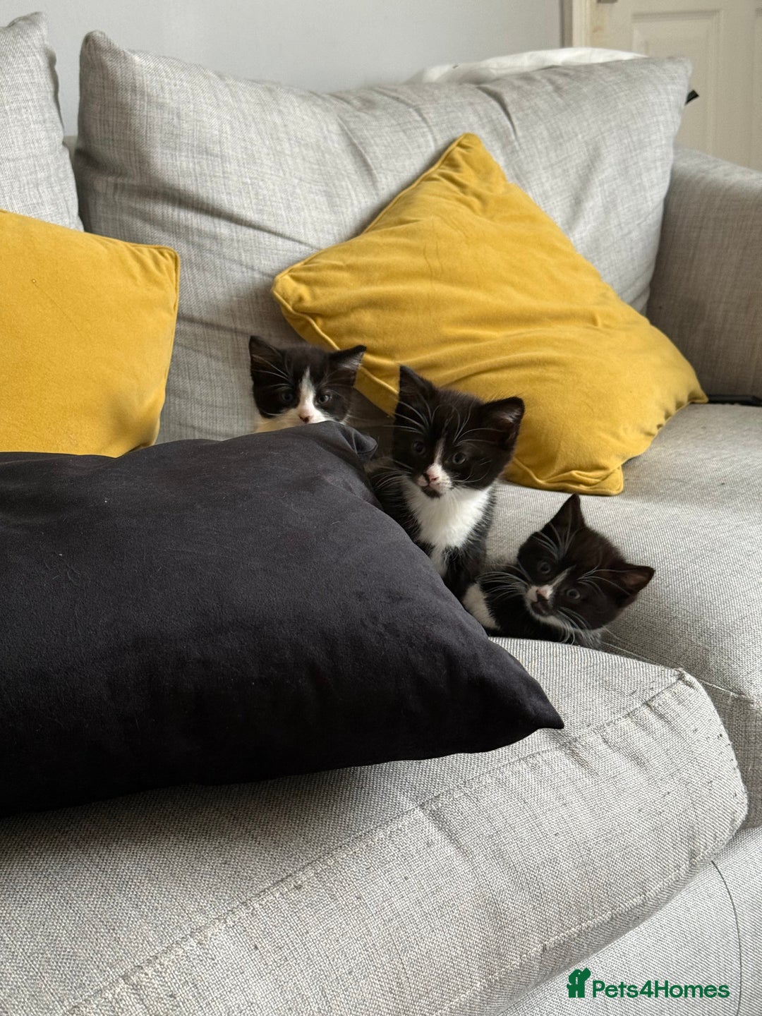 Mixed Breed cats for sale: 3 gorgeous kittens - Advert 1