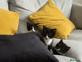 Mixed Breed cats 3 gorgeous kittens - Advert 4