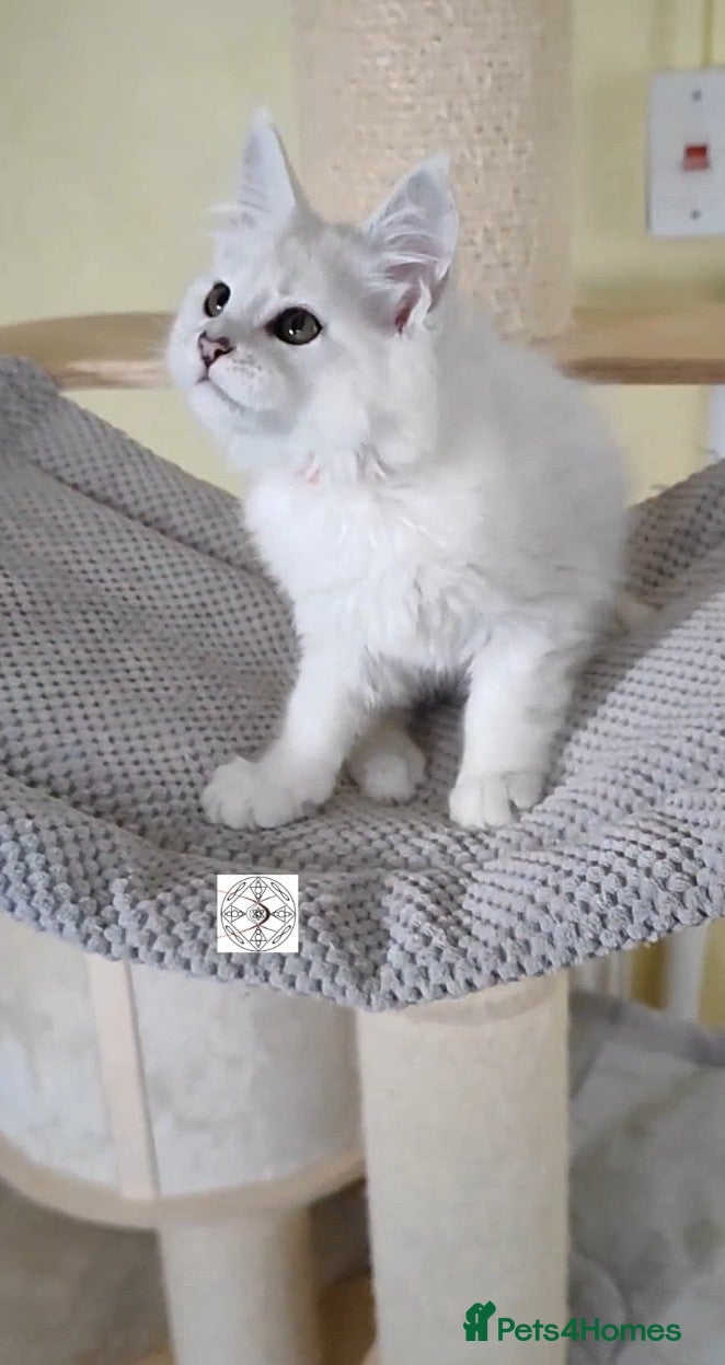 Maine Coon cats One boy and one girl left ‼️ - Advert 15