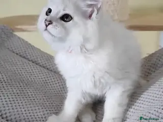 Maine Coon cats One boy and one girl left ‼️ - Advert 17