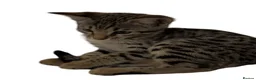 Bengal cats for sale: Stunning Snow Sepia Bengal x Savannah Kitten  - Advert 5