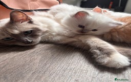 Ragdoll cats for sale: Ragdoll Kittens  - Image 16