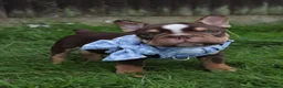French Bulldog dogs for sale: Chick🤍 - Advert 8