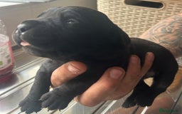 Cane Corso dogs for sale: Cane corso puppies  - Image 14