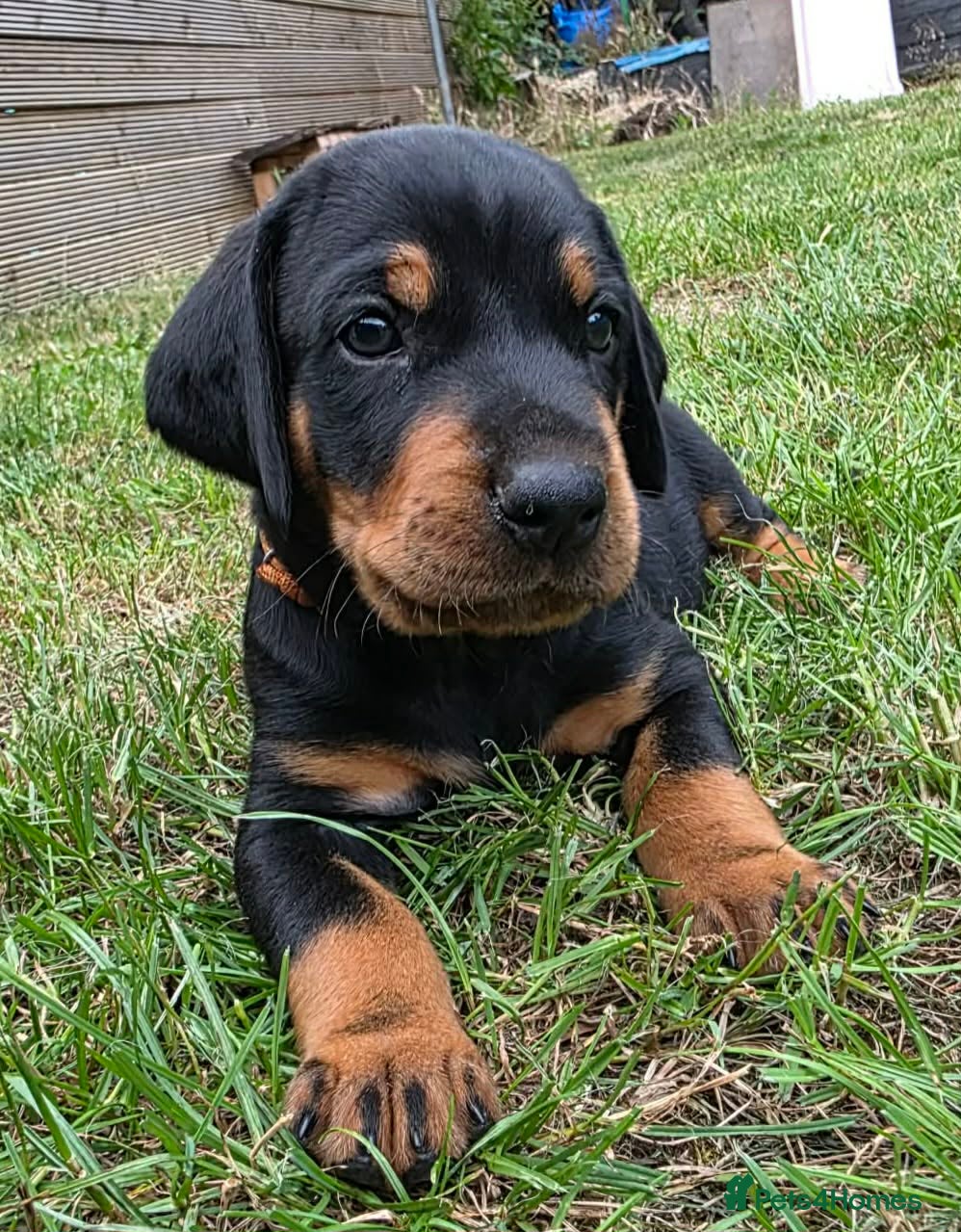 Mixed Breed dogs Pure breed Lithuanian Hound puppies ( 2 left) - Advert 2