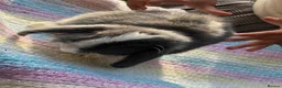 Mini Lop rabbits for sale: 10 weeks old Pure Bred Mini Lop Rabbit For Sale - Advert 3