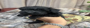 Miniature Schnauzer 1