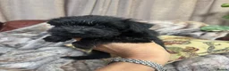 Miniature Schnauzer dogs for sale: Beautiful KC Miniature Schnauzers Black - Advert 19