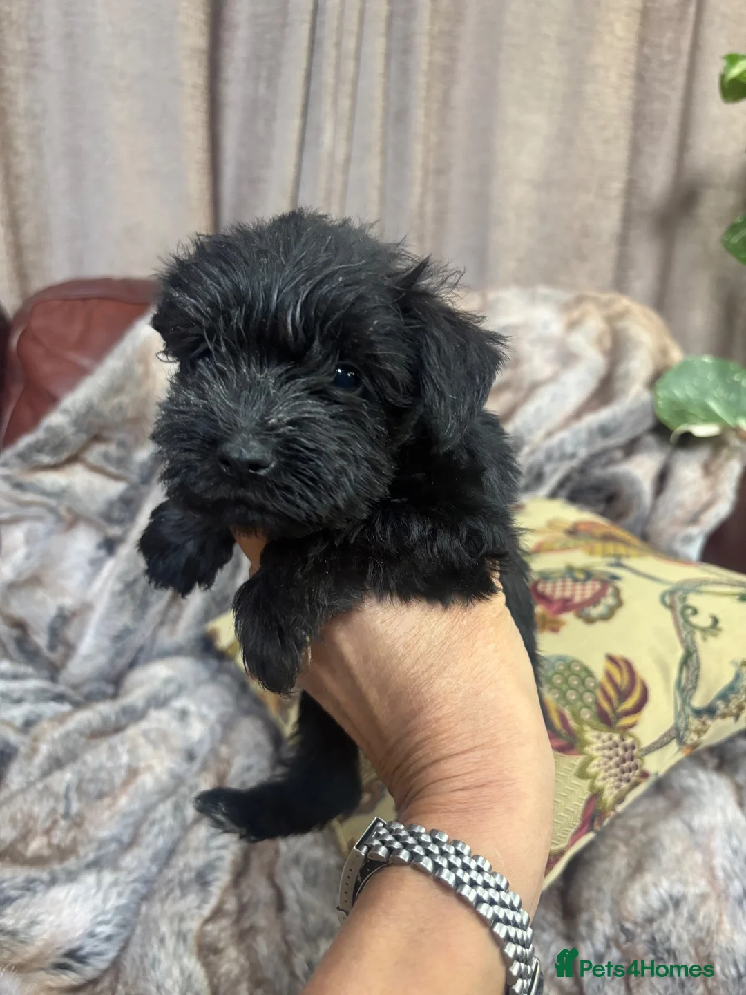 Miniature Schnauzer dogs for sale: Beautiful KC Miniature Schnauzers Black - Advert 19