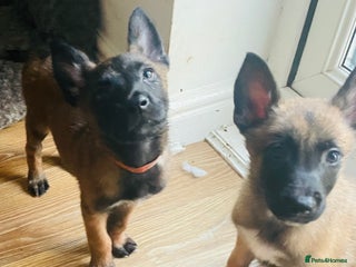 Belgian Shepherd Dog dogs Belgian Malinois - Advert 13