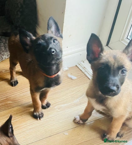 Belgian Shepherd Dog dogs Belgian Malinois - Advert 11