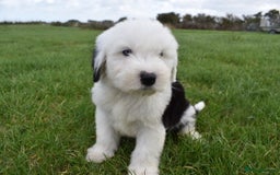 Old English Sheepdog dogs for sale: Stunning Old English Sheepdog Puppies KC Reg - Image 3