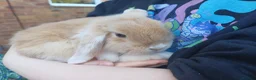 Mini Lop rabbits for sale: 2 male mini lop rabbits!!! - Advert 7