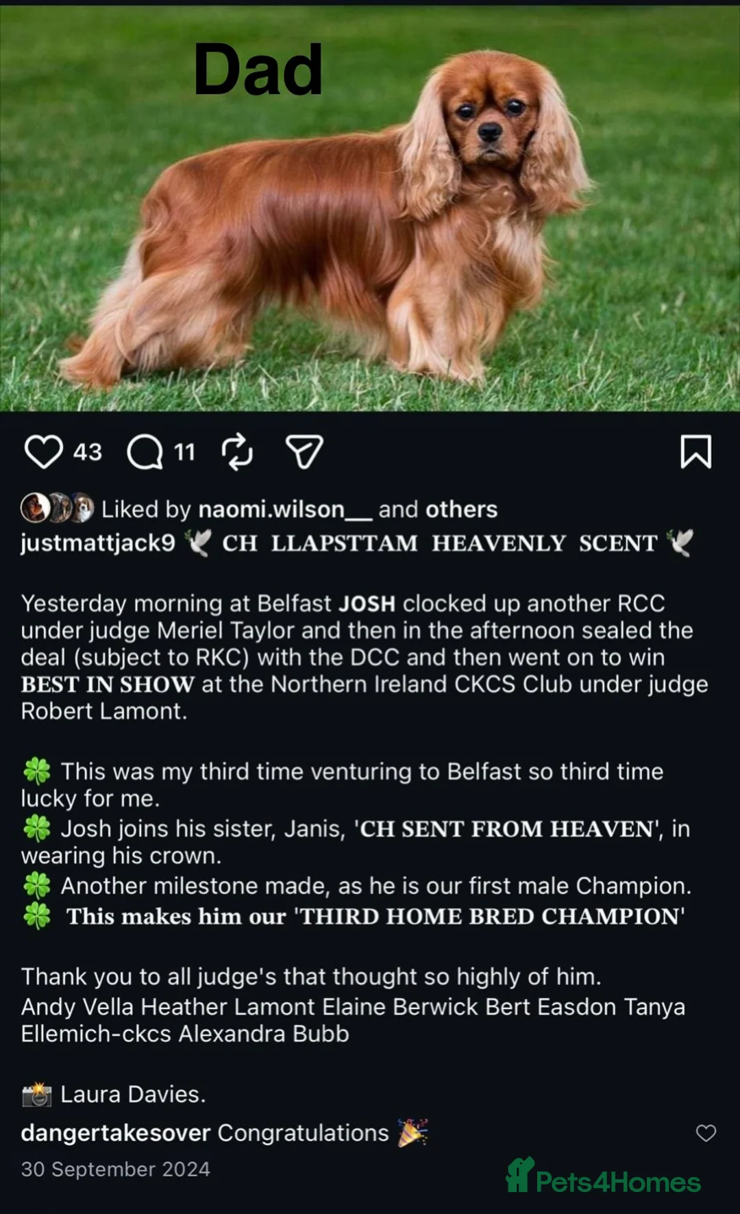 Cavalier King Charles Spaniel dogs for sale: CKCS Puppies Tested Bloodlines, KC Reg - Advert 5